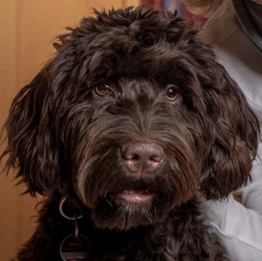 Tiergestützte Psychotherapie Therapiebegleithund Carla (Kleines Bild oder rundes Bild) zum Schluss Wuff