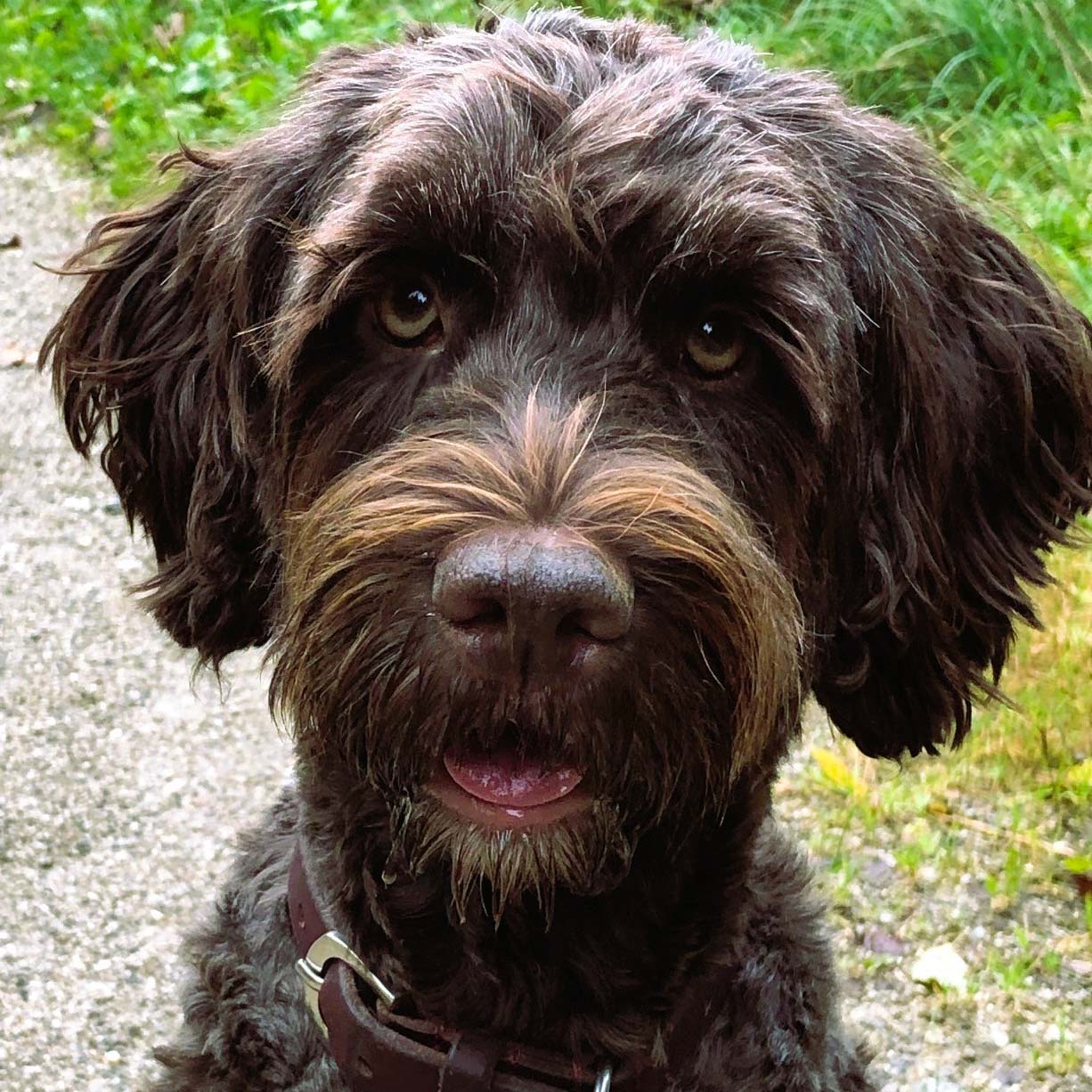 Ute-Pelzer-Gabriel-Therapiehund-Carla_1-1 Therapihündin Carla